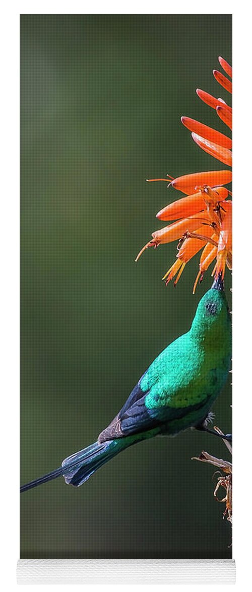 Bird Yoga Mat featuring the photograph Malachite Sunbird 1 by Claudio Maioli