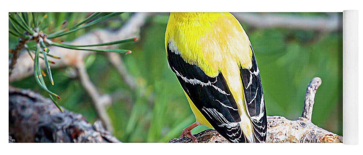 Bird Yoga Mat featuring the photograph Male American Goldfinch by Fred J Lord