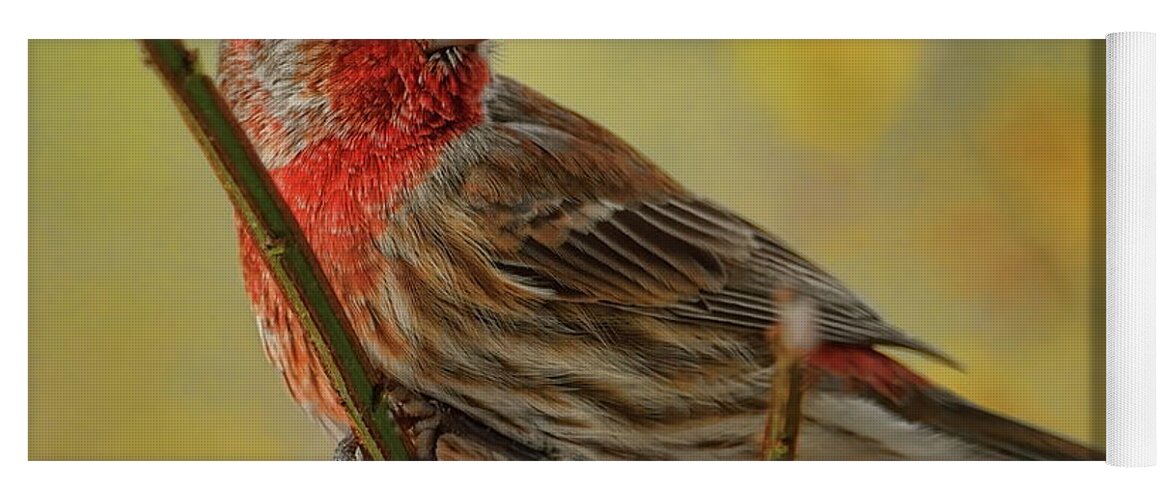 Wildlife Yoga Mat featuring the photograph Male House Finch In Burning Bush by Dale Kauzlaric