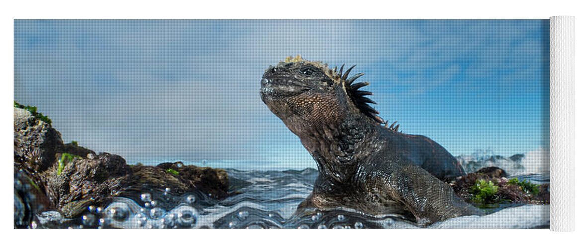 Animals Yoga Mat featuring the photograph Marine Iguana In Intertidal Zone by Tui De Roy