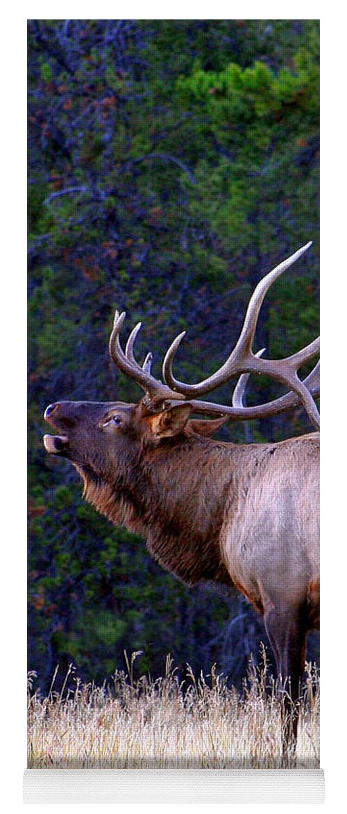 Wapiti Yoga Mat featuring the photograph Bull Elk Bugling Fall Breeding Season by Robert C Paulson Jr