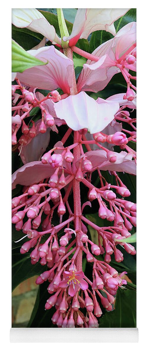 Flower Yoga Mat featuring the photograph Medinilla Magnifica Spectacular Flower by Teresa Zieba