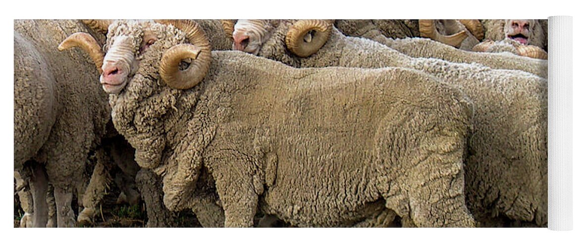 Merino Yoga Mat featuring the photograph Many Merino Sheep by Leslie Struxness