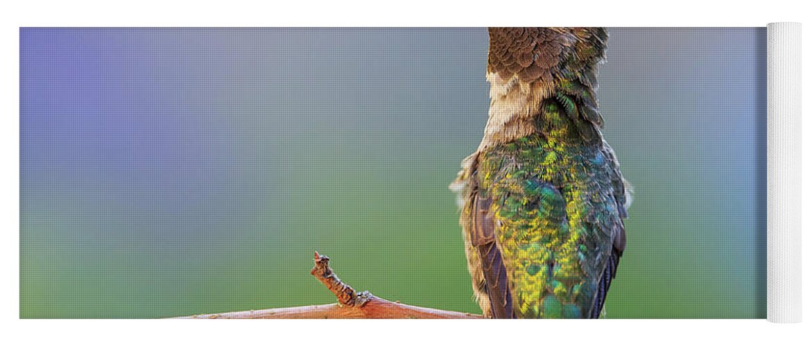 Animal Yoga Mat featuring the photograph Midsummer Night's Dream V - Male Anna's Hummingbird by Briand Sanderson