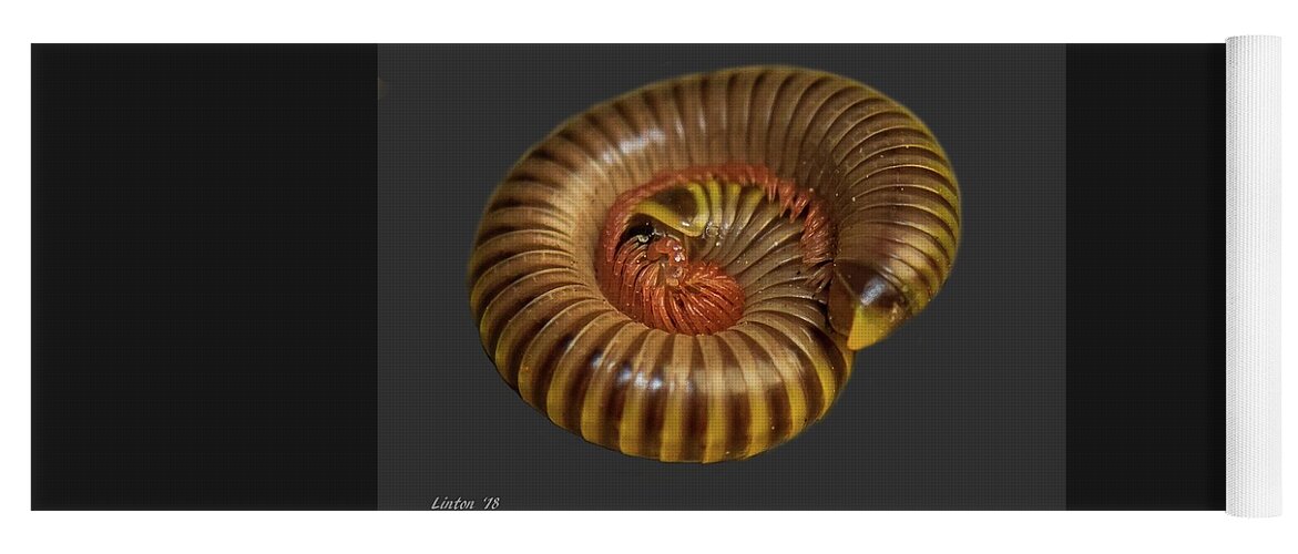 Millipede Yoga Mat featuring the photograph Millipede by Larry Linton