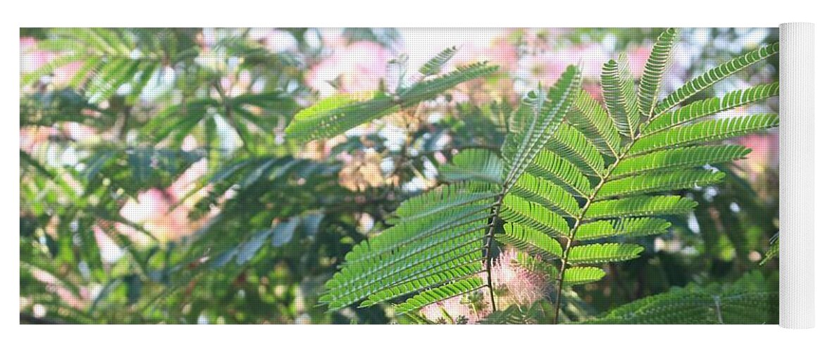 Mimosa Tree Yoga Mat featuring the photograph Mimosa Tree Blooms and Fronds by Christopher Lotito