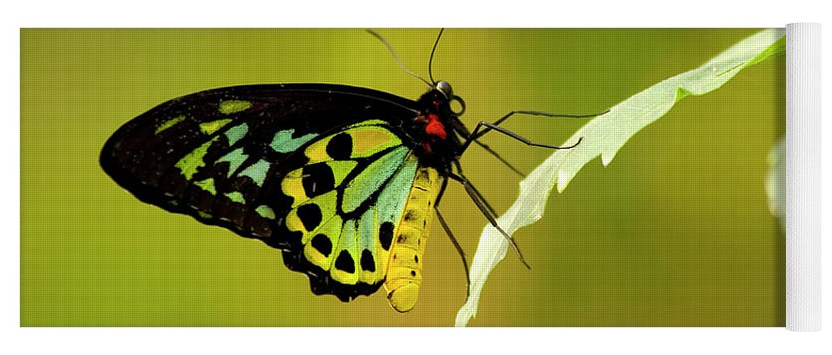 Photography Yoga Mat featuring the photograph Monarch by Jeffrey PERKINS