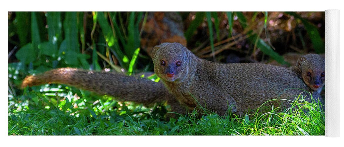 Oahu Yoga Mat featuring the photograph Mongoose Pair by Anthony Jones
