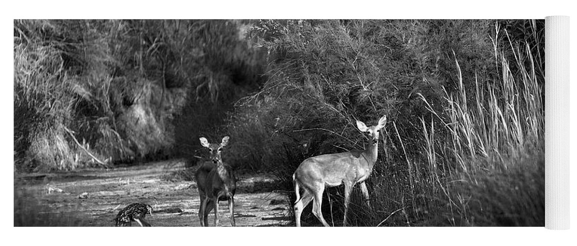 Richard E. Porter Yoga Mat featuring the photograph Morning Drink - Deer, Palo Duro Canyon State Park, Texas by Richard Porter