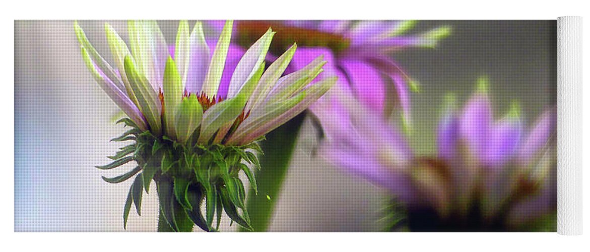 Coneflower Yoga Mat featuring the photograph Morning Sun on Pink Coneflowers by Amy Dundon