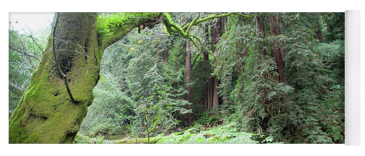Muir Woods Yoga Mat featuring the photograph Moss in Muir Woods by Mark Duehmig