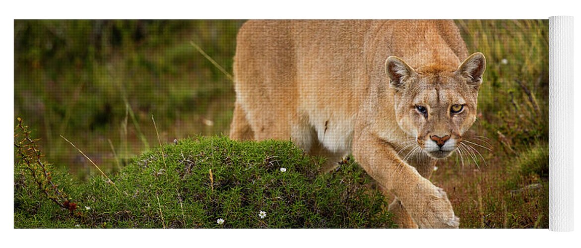 Sebastian Kennerknecht Yoga Mat featuring the photograph Mountain Lion Stalking, Patagonia by Sebastian Kennerknecht