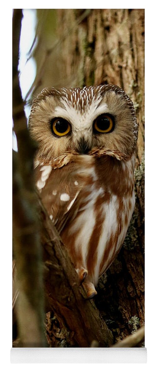 Owls Yoga Mat featuring the photograph My first northern saw whet owl by Heather King