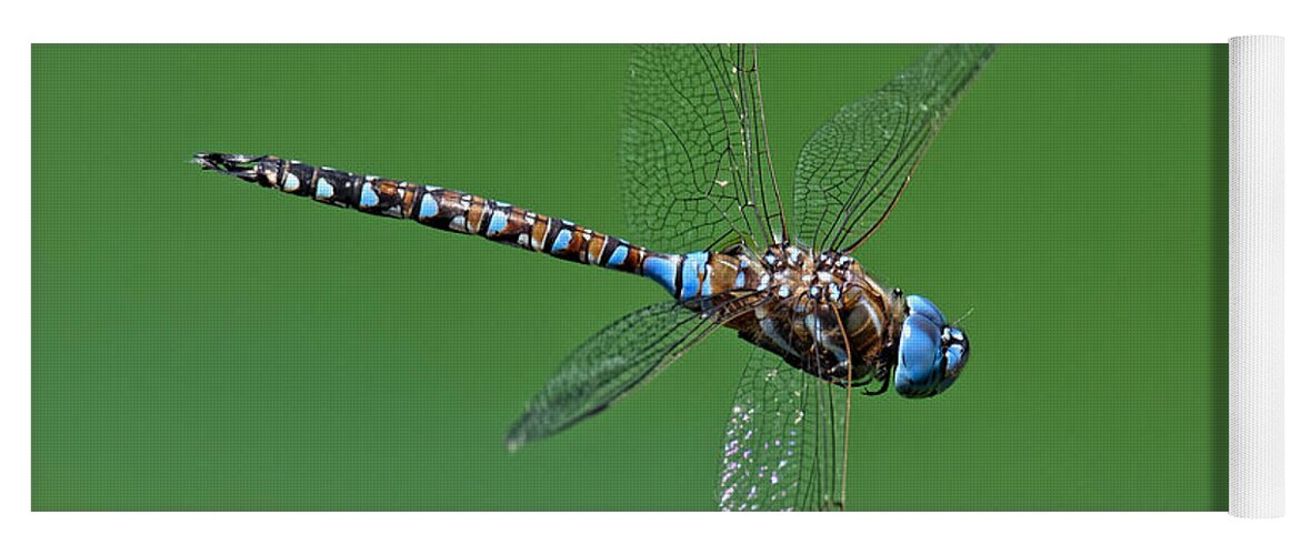 Nature's Helicopter Yoga Mat featuring the photograph Nature's Helicopter -- Blue-Eyed Darner Dragonfly Male in San Luis Obispo, California by Darin Volpe