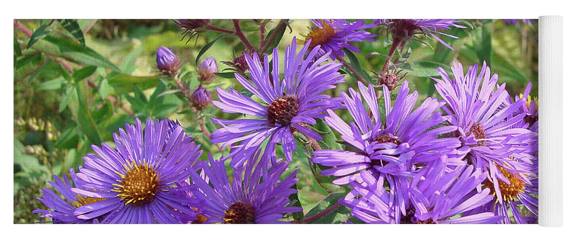 New England Aster Yoga Mat featuring the photograph New England Aster 14 by Amy E Fraser