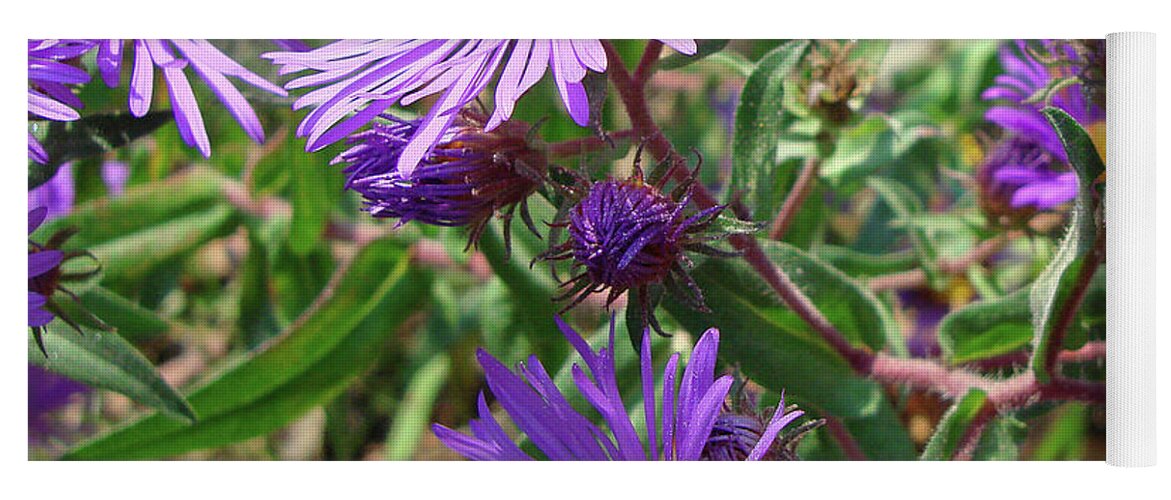New England Aster Yoga Mat featuring the photograph New England Aster 15 by Amy E Fraser