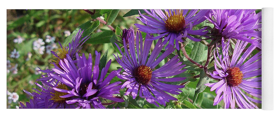New England Aster Yoga Mat featuring the photograph New England Aster 7 by Amy E Fraser