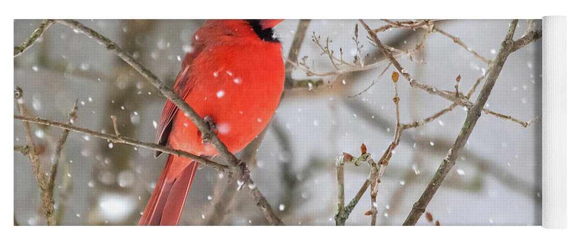 Cardinal Yoga Mat featuring the photograph Northern Cardinal in Snow #1 by Mindy Musick King