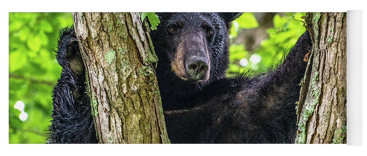 American Black Bear Yoga Mat featuring the photograph Not All Bears Are Created Equal by Marcy Wielfaert