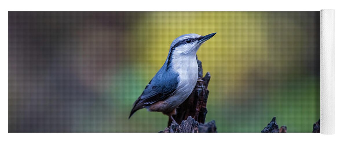 Nuthatch Yoga Mat featuring the photograph Nuthatch on the spot by Torbjorn Swenelius