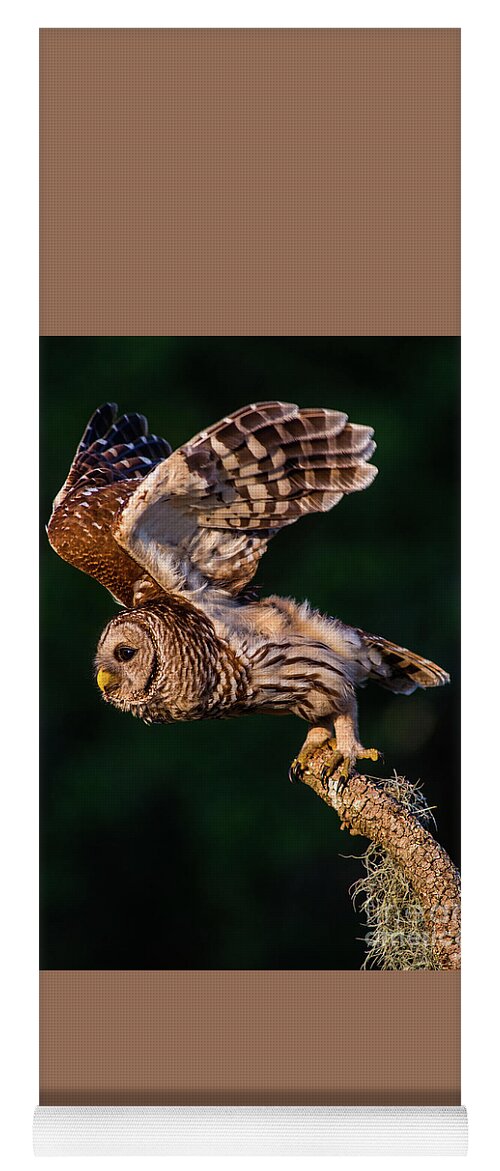Barred Owl Yoga Mat featuring the photograph Off for the Hunt by Jane Axman