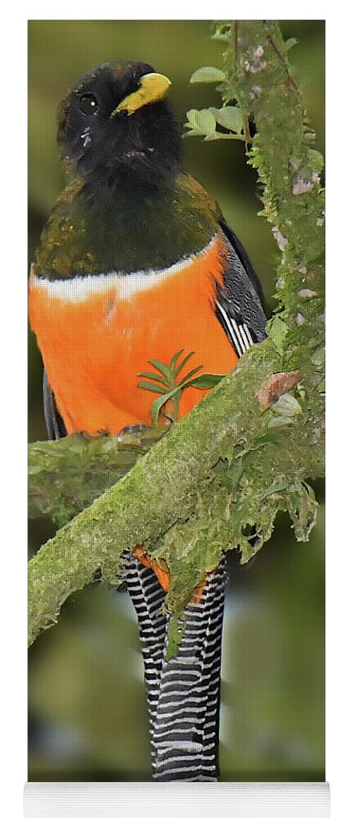 Panama Birds Yoga Mat featuring the photograph Orange-bellied Trogan by Alan Lenk
