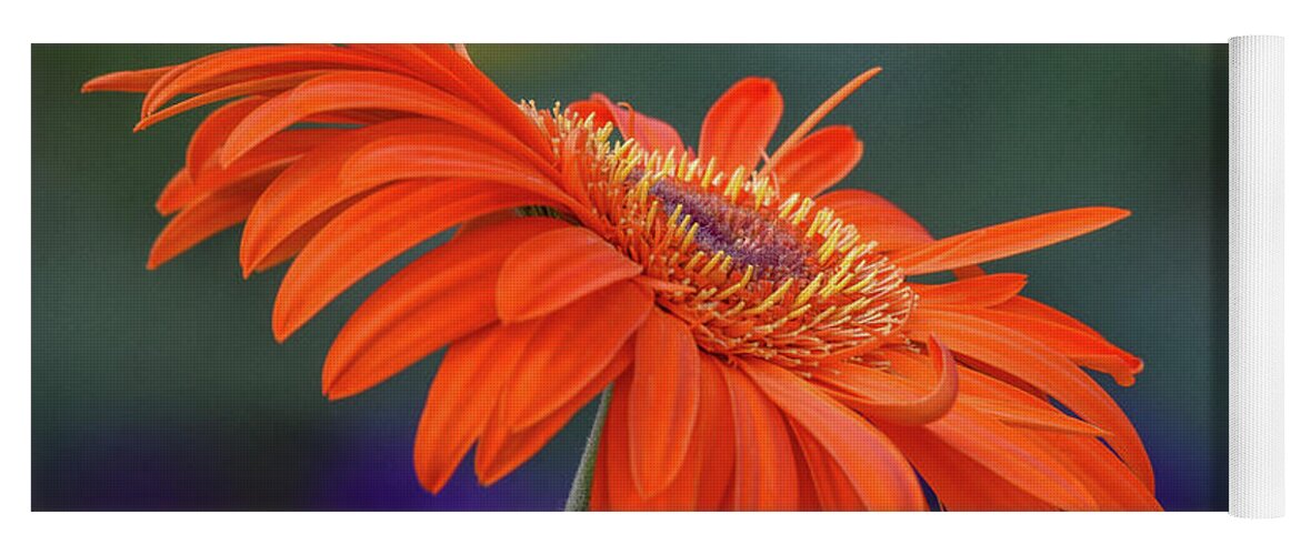Orange Yoga Mat featuring the photograph Orange Daisy by Michelle Wittensoldner