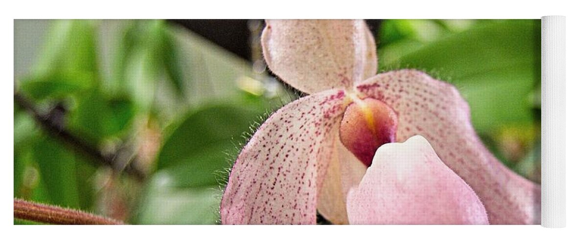 Orchids Yoga Mat featuring the photograph Orchid 2 by Charles HALL