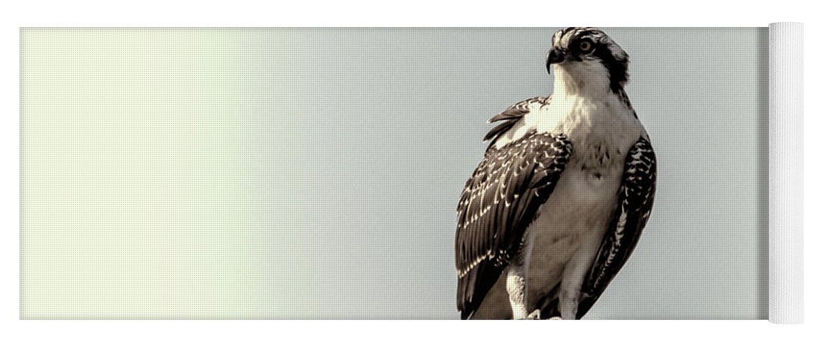 Osprey Yoga Mat featuring the photograph Osprey in Sepia by Cathy Kovarik