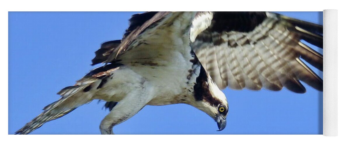 Osprey Yoga Mat featuring the photograph Osprey Landing by Lyuba Filatova