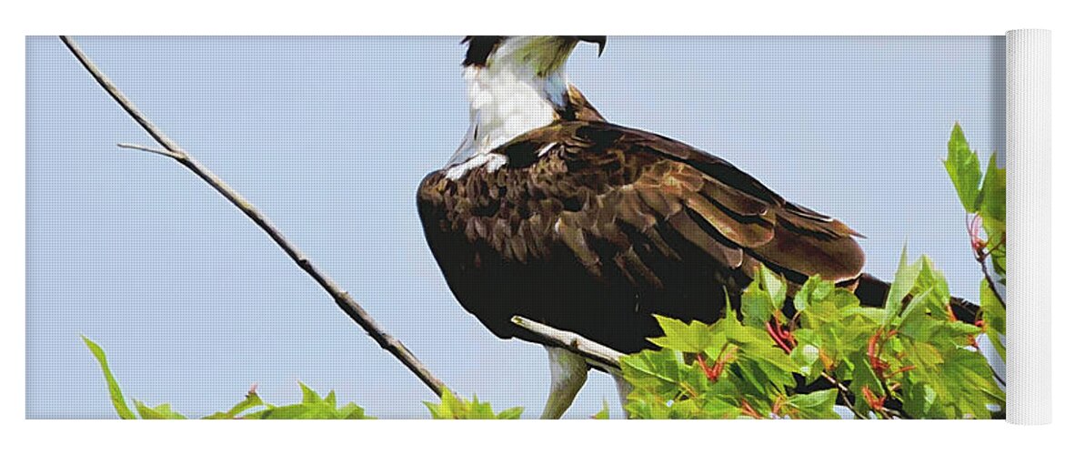 Osprey Yoga Mat featuring the photograph Osprey by Susan Hope Finley