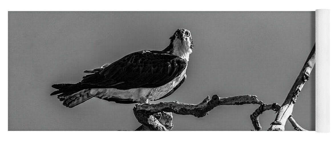 Raptor Yoga Mat featuring the photograph Osprey With Lunch by Cathy Kovarik