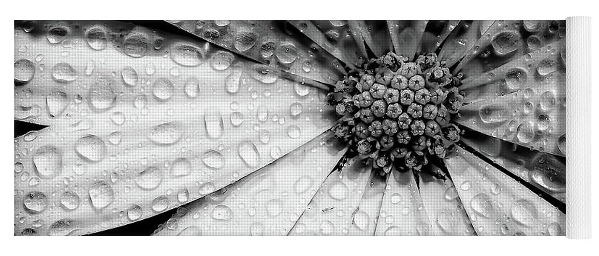 Garden Yoga Mat featuring the photograph Osteospermum petals black and white with water by Simon Bratt