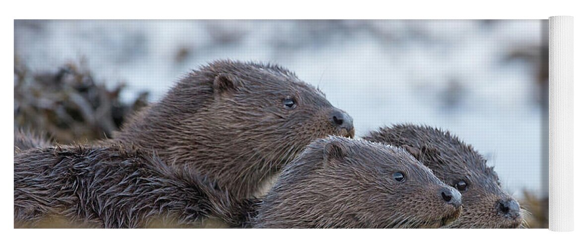 Otter Yoga Mat featuring the photograph Otter Mother With Two Cubs by Pete Walkden