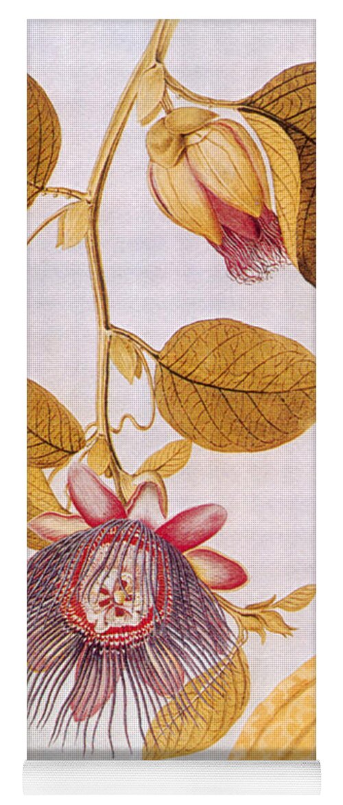 Flowering Plant Yoga Mat featuring the photograph Passion Flowers by Bug Sutton