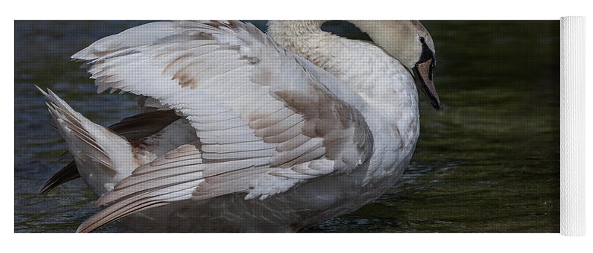 Photography Yoga Mat featuring the photograph Patchy Swan by Alma Danison