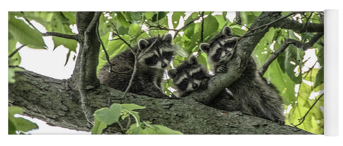 Raccoons Yoga Mat featuring the photograph Peekaboo Triplets by Diane Lindon Coy