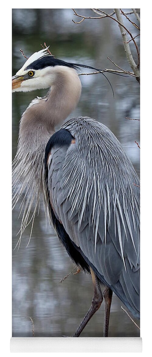 Great Blue Heron Yoga Mat featuring the photograph Perfect Pose by Doris Potter