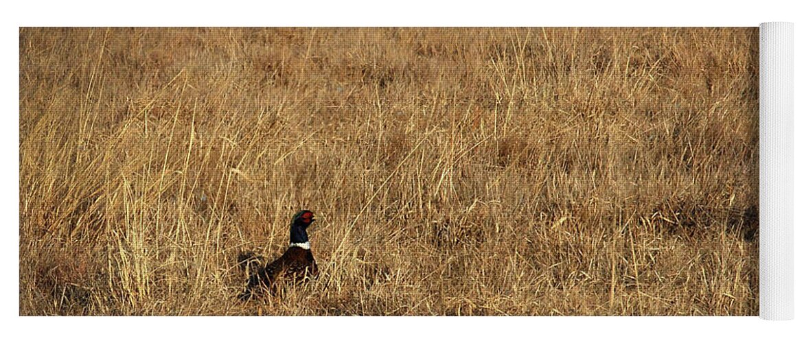 Richard E. Porter Yoga Mat featuring the photograph Pheasant in CRP - Floyd County, Texas by Richard Porter