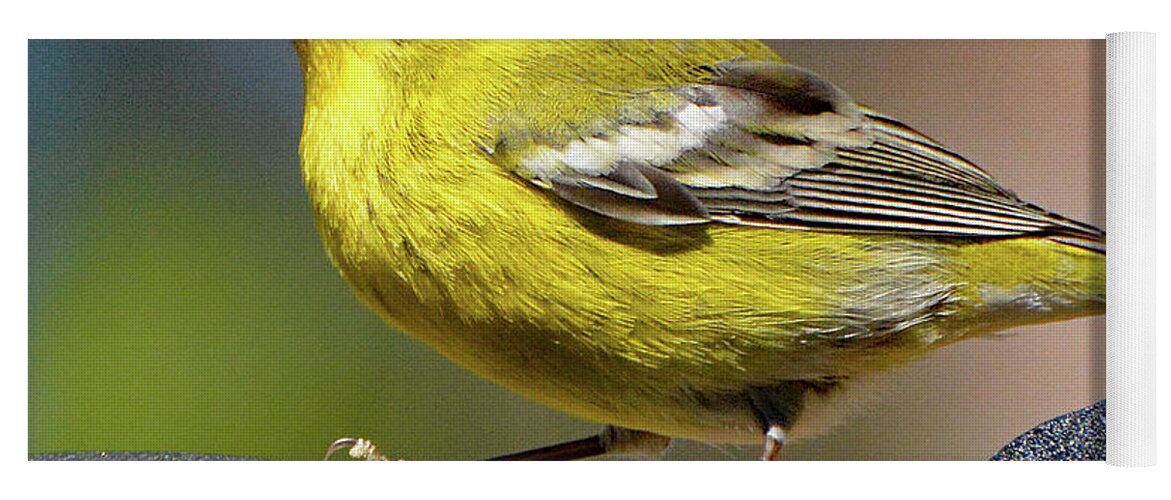 Pine Warbler Yoga Mat featuring the photograph Pine Warbler by Jerry Griffin