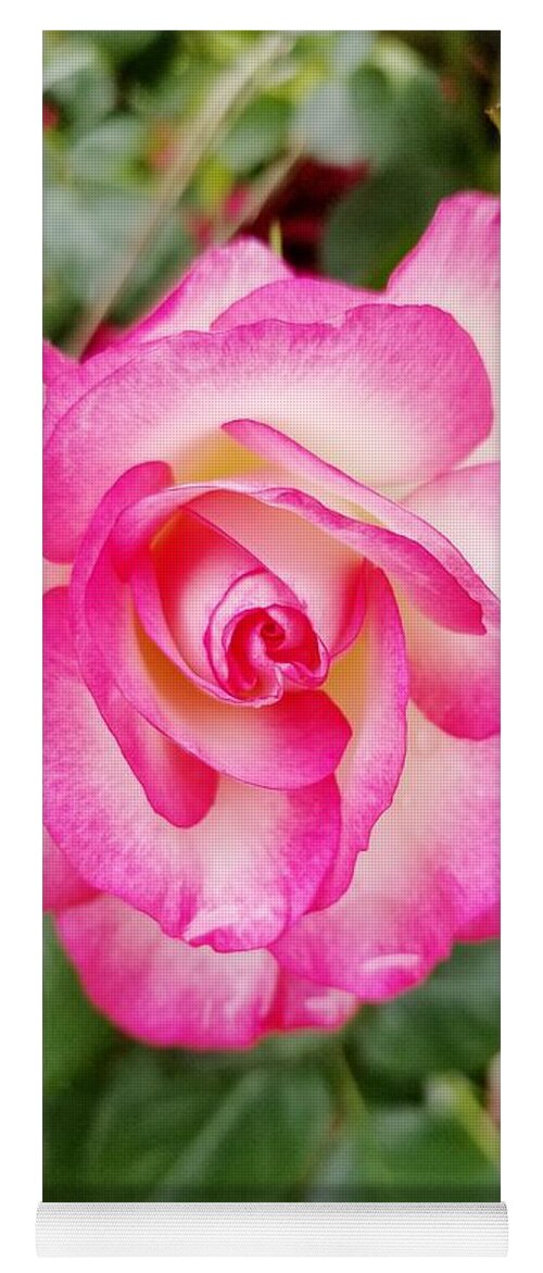 Pink Yoga Mat featuring the photograph Pink Halo Rose by Rachel Hannah