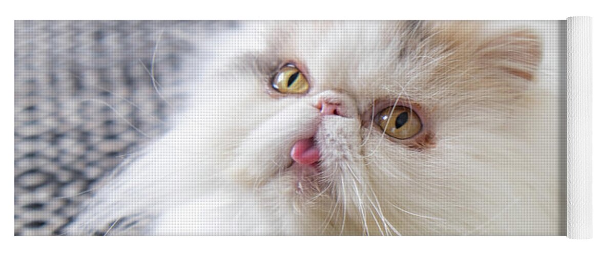 White Persian Cat Tongue Pink Eyes Yoga Mat featuring the photograph Pink Tongue by Inge Elewaut
