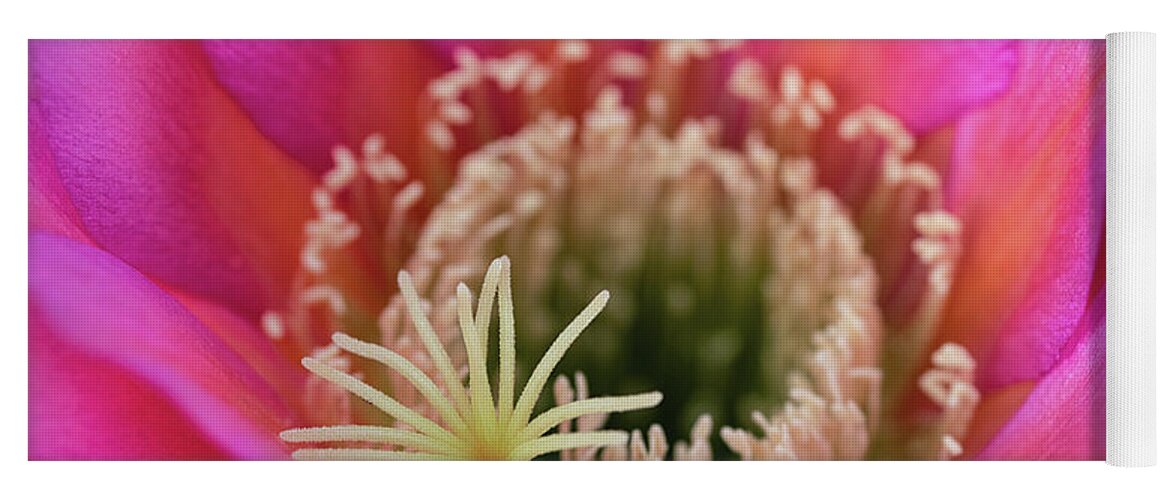 Pink Cactus Flower Yoga Mat featuring the photograph Pink Up Close And Close Personal by Saija Lehtonen