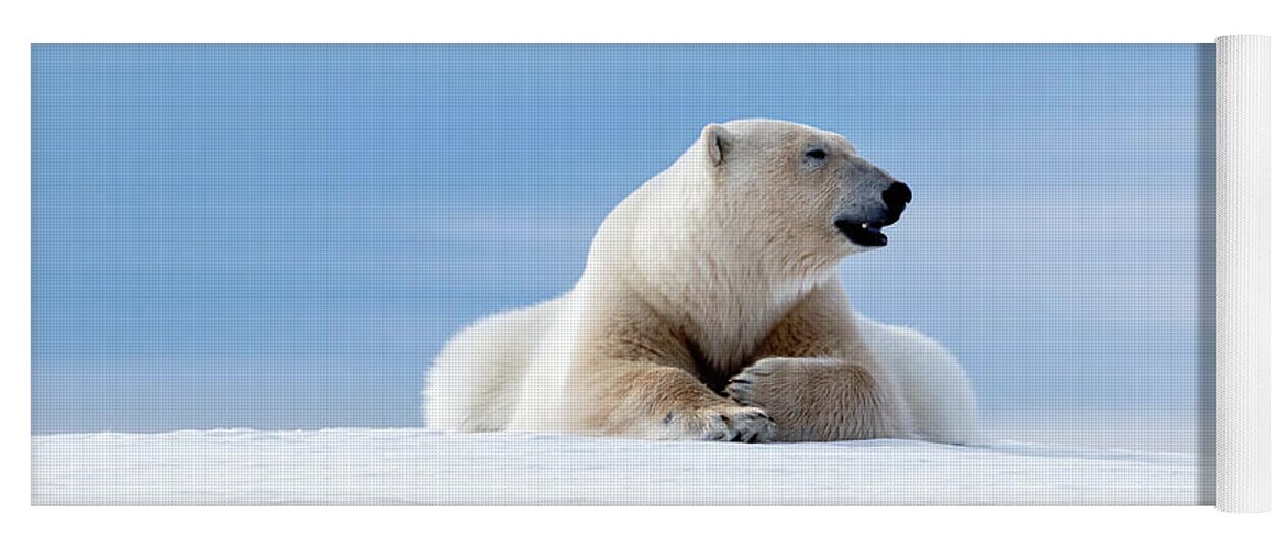 Polar Yoga Mat featuring the photograph Polar bear laying on the frozon snow of Svalbard by Jane Rix