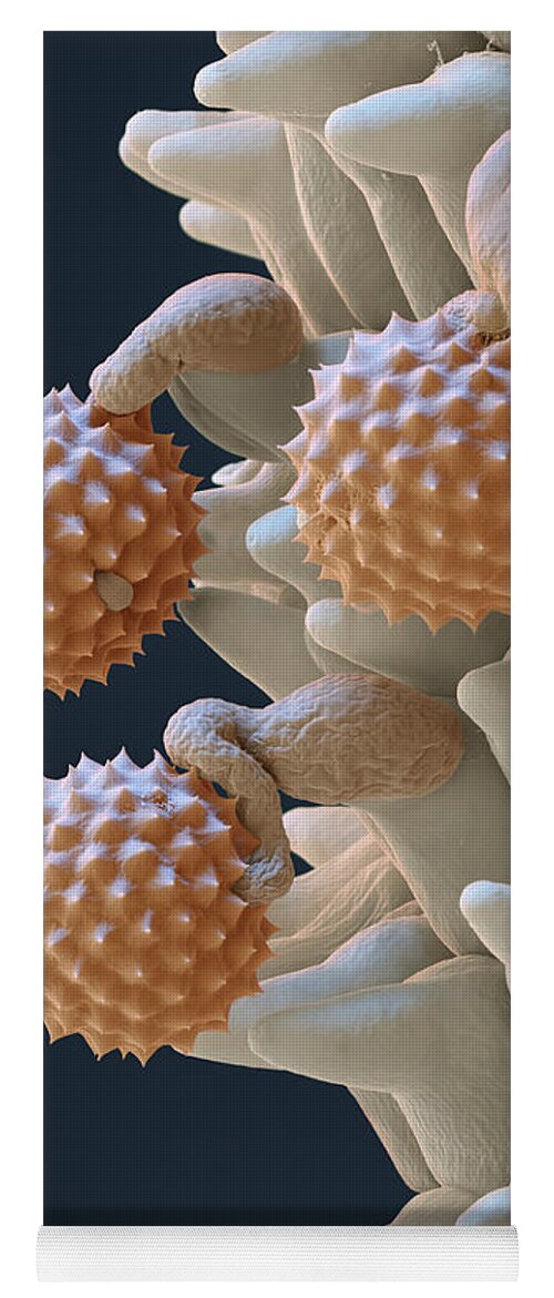 Ambrosia Yoga Mat featuring the photograph Pollen And Pollen Tubes, Sem by Oliver Meckes EYE OF SCIENCE