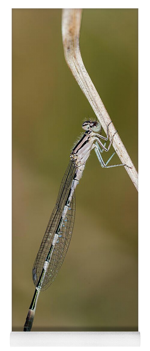 Animals Yoga Mat featuring the photograph Pond Damselfly on Grass by Robert Potts