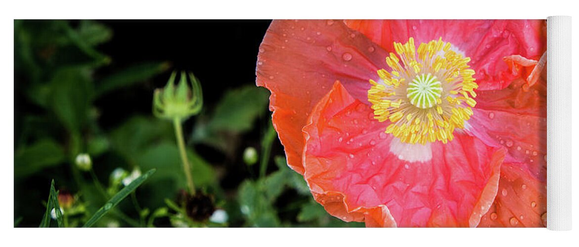 #poppy #coral #flower #spring #summer #petals #yellow #orange #pink #green #wildflowers Yoga Mat featuring the photograph Poppy by Cheryl McClure