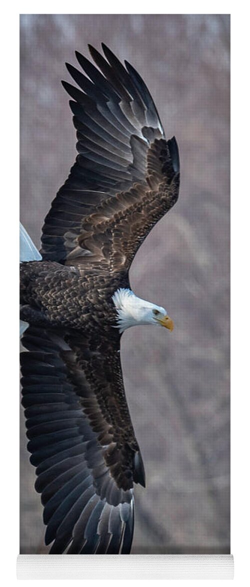 Eagle Yoga Mat featuring the photograph Profile by Laura Hedien