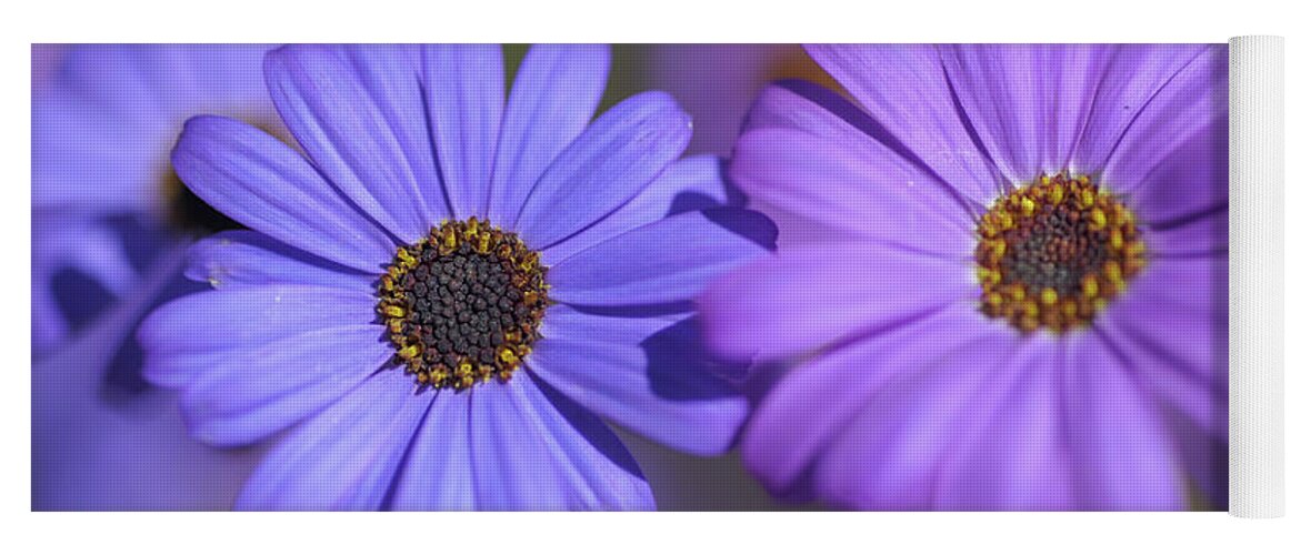 Jenny Rainbow Fine Art Photography Yoga Mat featuring the photograph Purple and Blue. Swan River Daisies by Jenny Rainbow