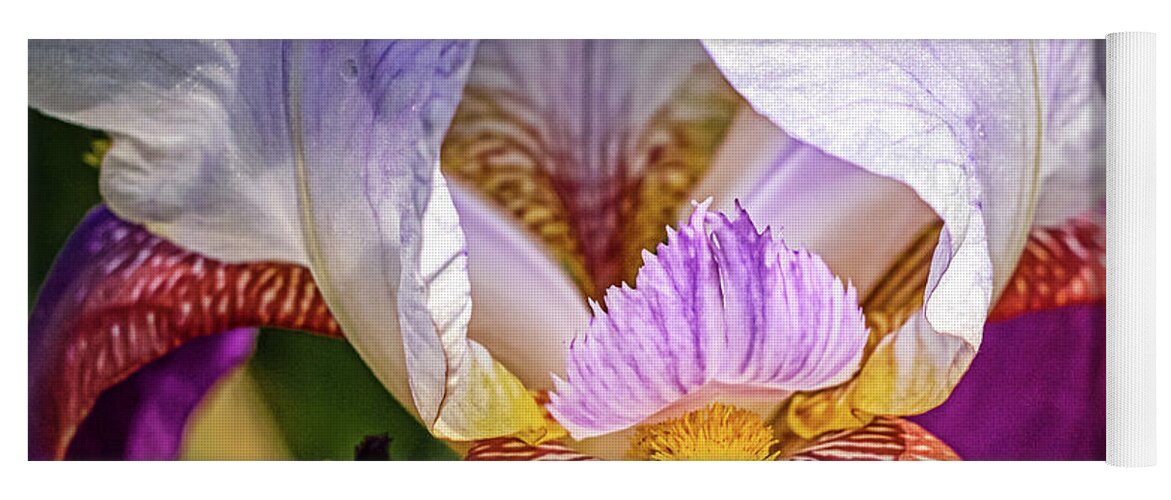 Flower Yoga Mat featuring the photograph Purple Iris by Robert Anastasi